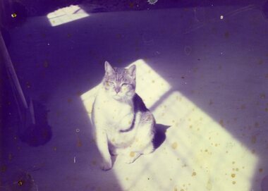 Photograph - Colour Photograph/s - set of 3, Carolyn Dean, 2/09/1985 12:00:00 AM