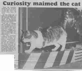 Newspaper, The Courier Ballarat, "Curiosity maimed the cat", 21/08/1984 12:00:00 AM
