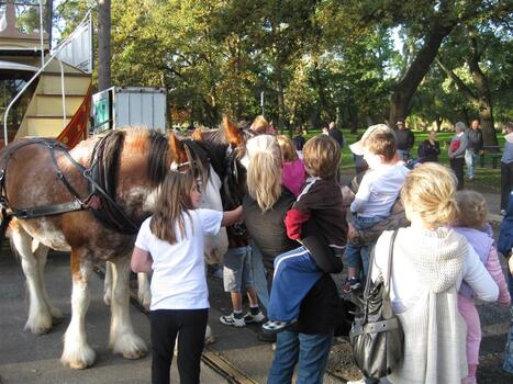 Museum horse tram operating 