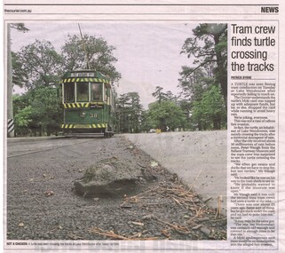 Newspaper, The Courier Ballarat, "Tram crew finds turtle crossing the tracks", 15/01/2015 12:00:00 AM