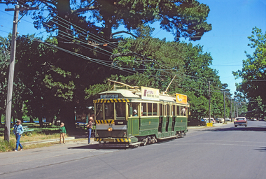 BTPS tram 40 making its first trip along Wendouree Parade