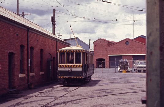 Bendigo scrubber in the yard.