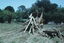 Ballarat track removal Wendouree Parade - SECV depot area - 4