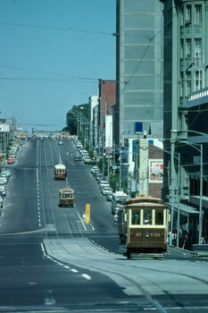 Three vintage trams travel down a steep, tree-lined city street with cars parked along the sides under a bright blue sky.