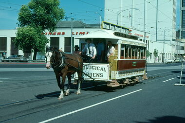 A brown horse pulls a vintage tram labeled "Zoological Gardens" and "Royal Park" along tram tracks on a city street.