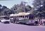 A line of green trams with open windows and passengers inside are parked on a street, with a crowd of people standing on the footpath watching an opening ceremony and tram breaking a yellow banner. A white car is driving past the trams.