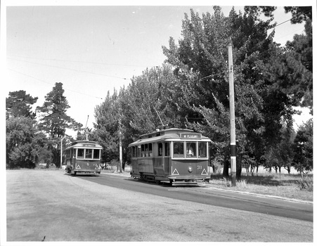 Two vintage trams travel along a tree-lined road on a sunny day.