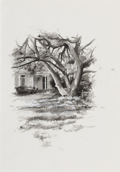 Black and white illustration of a large Chinese Elm tree with a house visible in background