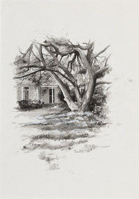 Black and white illustration of a large Chinese Elm tree with a house visible in background