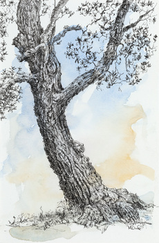 Ink and watercolour illustration of a large banksia tree