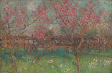 Pink-flowered spring blossom trees line a grassy paddock with white flowers and a wooden fence in the background.
