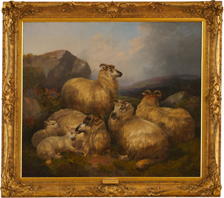 Four adult sheep cluster and sit together closely with two lambs. One sheep stands looking out as if watching for danger.