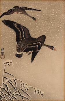 Two black geese mid flight. branches of a snow covered plant are in the lower left corner
