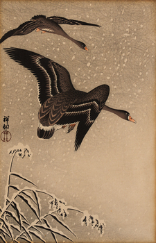 Two black geese mid flight. branches of a snow covered plant are in the lower left corner