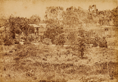 Panoramic view of the botanical gardens with houses and fence in the background