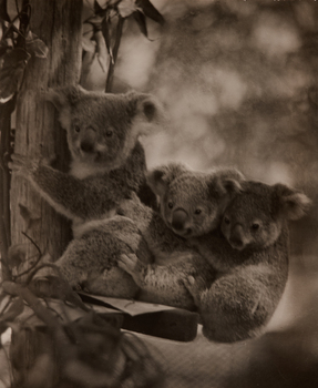 Three Koalas on a tree