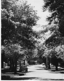 Photograph - Streetscape, Mont Albert