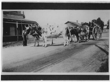 Photograph - Bullock cart, c.1932
