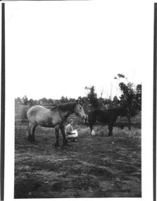 Photograph - Creamy and Mickey - Mrs. Atkinson's horses, Emma Atkinson