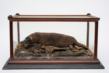 Animal specimen - Taxidermy, Showcase containing stuffed platypus shot by George Cunnack at Coliban River