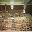 IMAGE REPRODUCED BY CLUNES MUSEUM