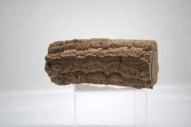 Plant specimen - TIMBER SPECIMEN