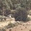 IMAGE REPRODUCED BY CLUNES MUSEUM