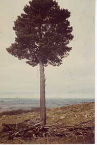 THIS IMAGE REPRODUCED BY CLUNES MUSEUM