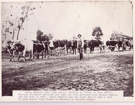 HARRY ROBBINS WITH BULLOCKS