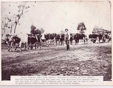 HARRY ROBBINS WITH BULLOCKS