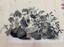 IMAGE REPRODUCED BY CLUNES MUSEUM