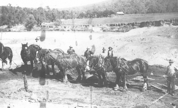 Working horses lined up with men standing behind them.