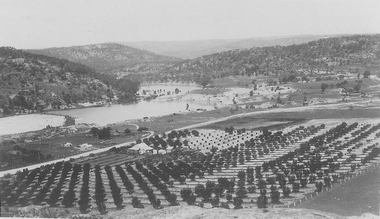 Rows of trees planted as orchard, with dam behind it. Hills with trees on them in background.