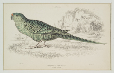 Print, Lear, Edward (after), Pezoporus Formosus (Ground Parrot), 1836