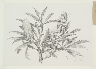 Work on Paper, Markham, Arthur, Banksia Serrata I, 1988