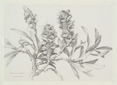 Work on Paper, Markham, Arthur, Banksia Serrata II, 1988