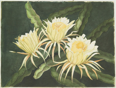 Painting, Payne, Harold T, Midnight Blooming Cereus of Honolulu, 1977