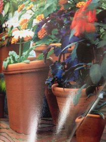 Photograph, Robinson, Kiron, Flower Pots Bending Away, 2015