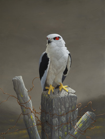 Painting, Slater, Peter, Black Shouldered Kite, 1991