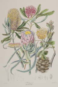 Print, Twining, Elisabeth, Proteacea, the Protea Tribe, 1849