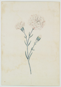 Print, Unknown Artist, Carnations, c.1800s