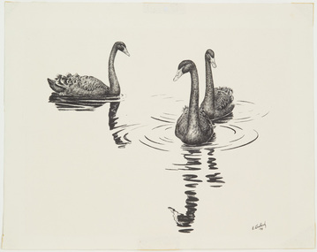 Work on Paper, Weatherly, Richard, Black Swans, 1978