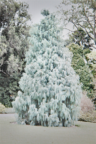 Photograph, Eliza HUTCHISON, Montrose, 2012