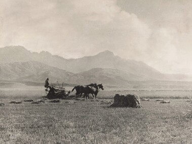 Photograph, Norman DECK, Harvesting in New Zealand, 1909