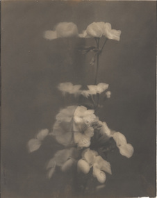 Photograph, Norman DECK, Blossoms, 1898