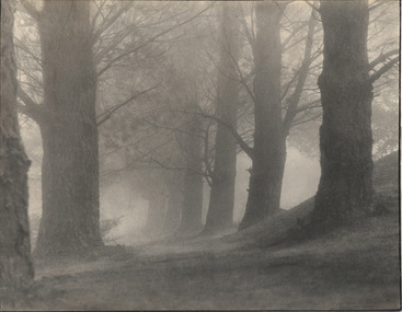 Photograph, Norman DECK, Nature's cathedral, Katoomba, 1920