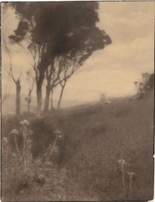 Photograph, Norman DECK, Hill top, Illawarra, near Wollongong, 1906