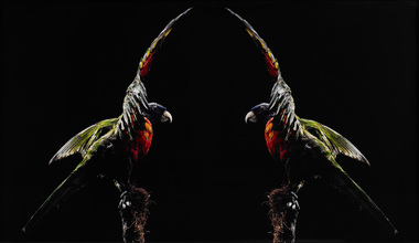 Photograph, Brook ANDREW, Parrot, 2006