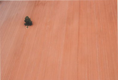Photograph, Melissa POWELL, Lone tree, 2011