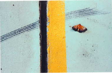 Photograph, Jesse MARLOW, Moth and line, 2010, 2014